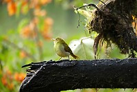 vogel heel vroeg in de ochtend