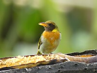 vogel