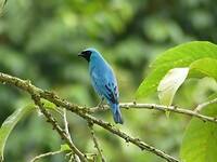 vogel