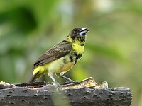 vogel