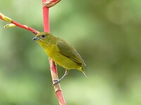 vogel
