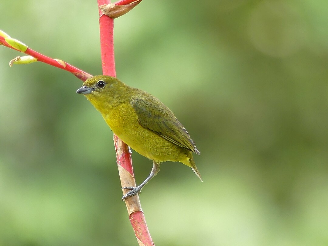 vogel