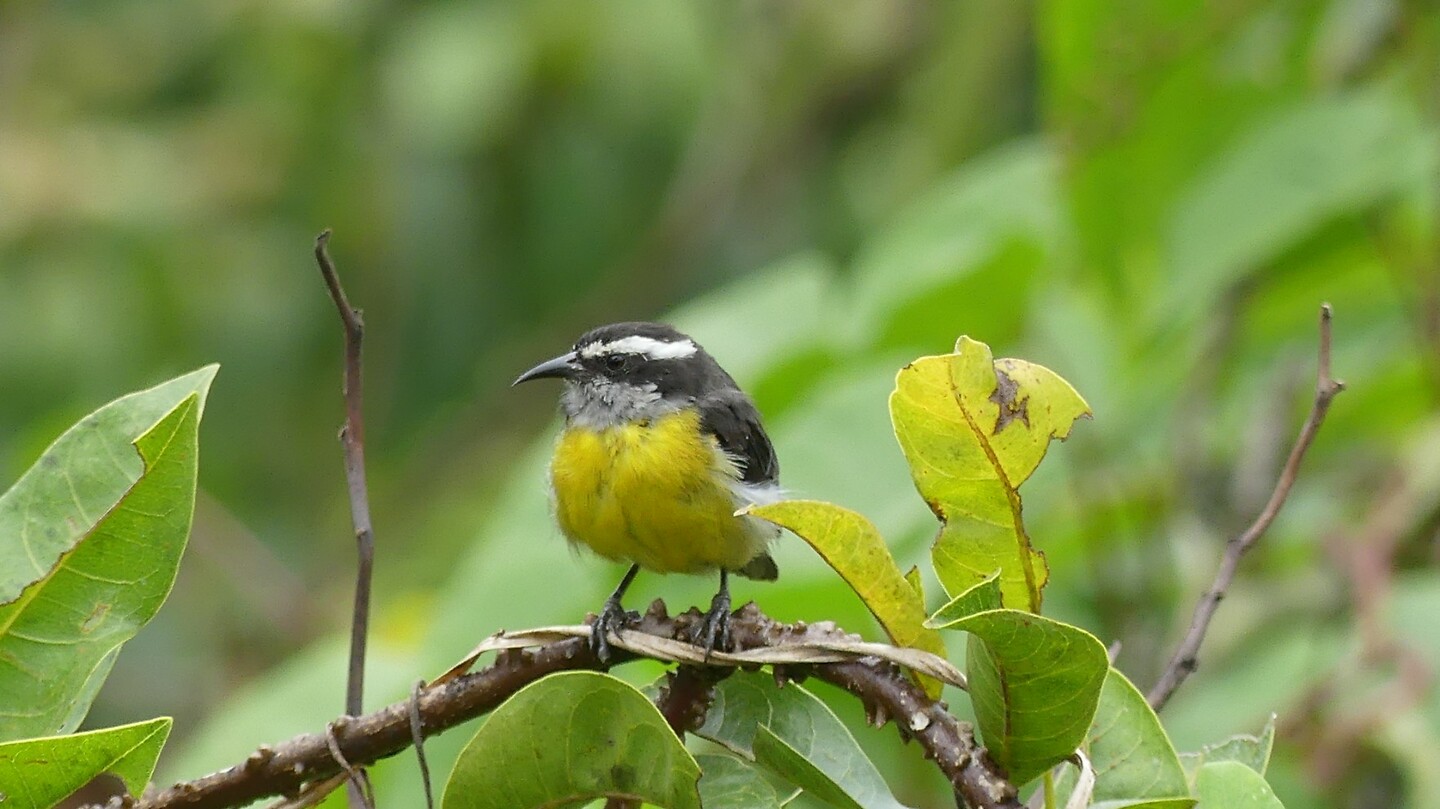 vogel