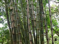 bamboe