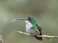 kolibrie