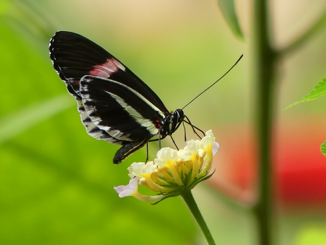 vlindertuin