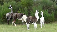 Lamafarm