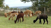 Lamafarm