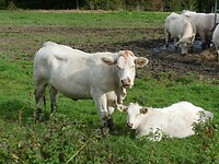 Limousin vee