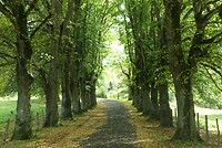 Oprijlaan
