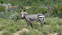 zebra