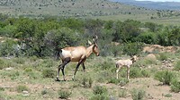 Blesbok met jong
