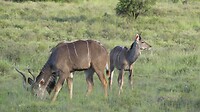 Nyala met jong