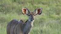 Nyala v