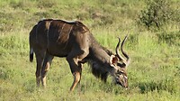 Nyala m