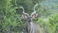 Kudu m
