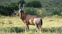 Blesbok