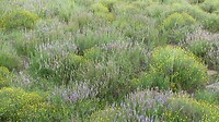 Mooi de blommen in bloei
