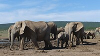 Addo