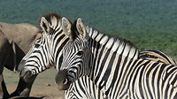 Zebra's