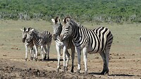 Zebra's