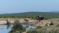 Addo