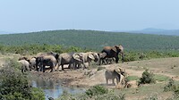 Addo