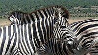 Zebra's