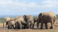 Addo