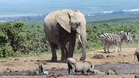 Addo