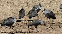vogels die je s'morgens wakker maken