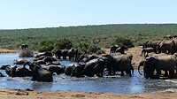 Addo