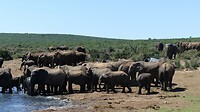 Addo