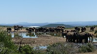 Addo