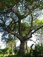 Baobab