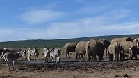 Addo Elephantpark