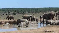 Addo elephantpark