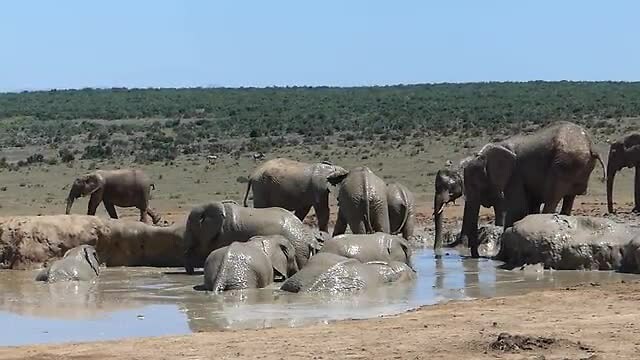 Addo elephantpark
