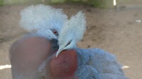 Vogels in vogelpark Durban