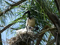 Vogel op nest met jongen