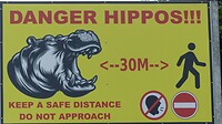 Danger!!! Geen hippo gezien op straat