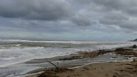 Aangespoeld hout na de storm