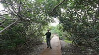 Boardwalk St. Lucia