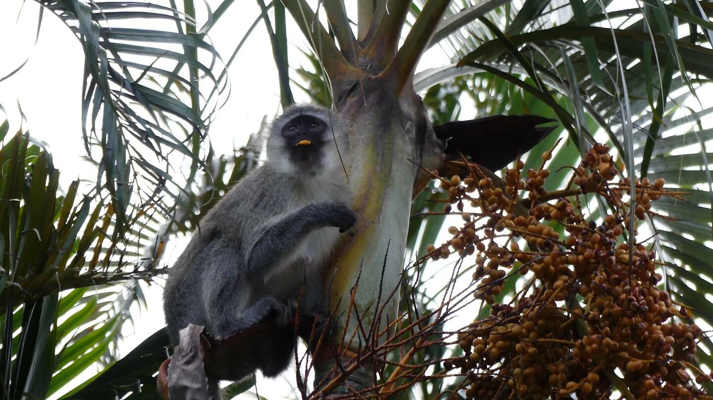 Monkey