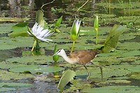 Vogel bij de waterlelies