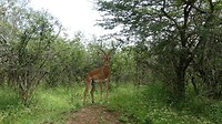 Impala