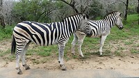 zebra's