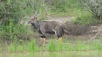 Nyala