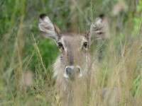 Waterbok in het gras