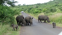 Neushoorns en apen op de weg